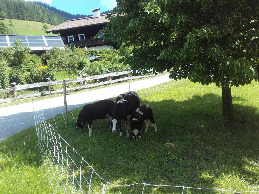 Neudegghof Lägenhet Eben Im Pongau Exteriör bild